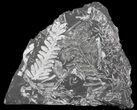 Fossil Seed Fern Plate - Pennsylvania #36950-1